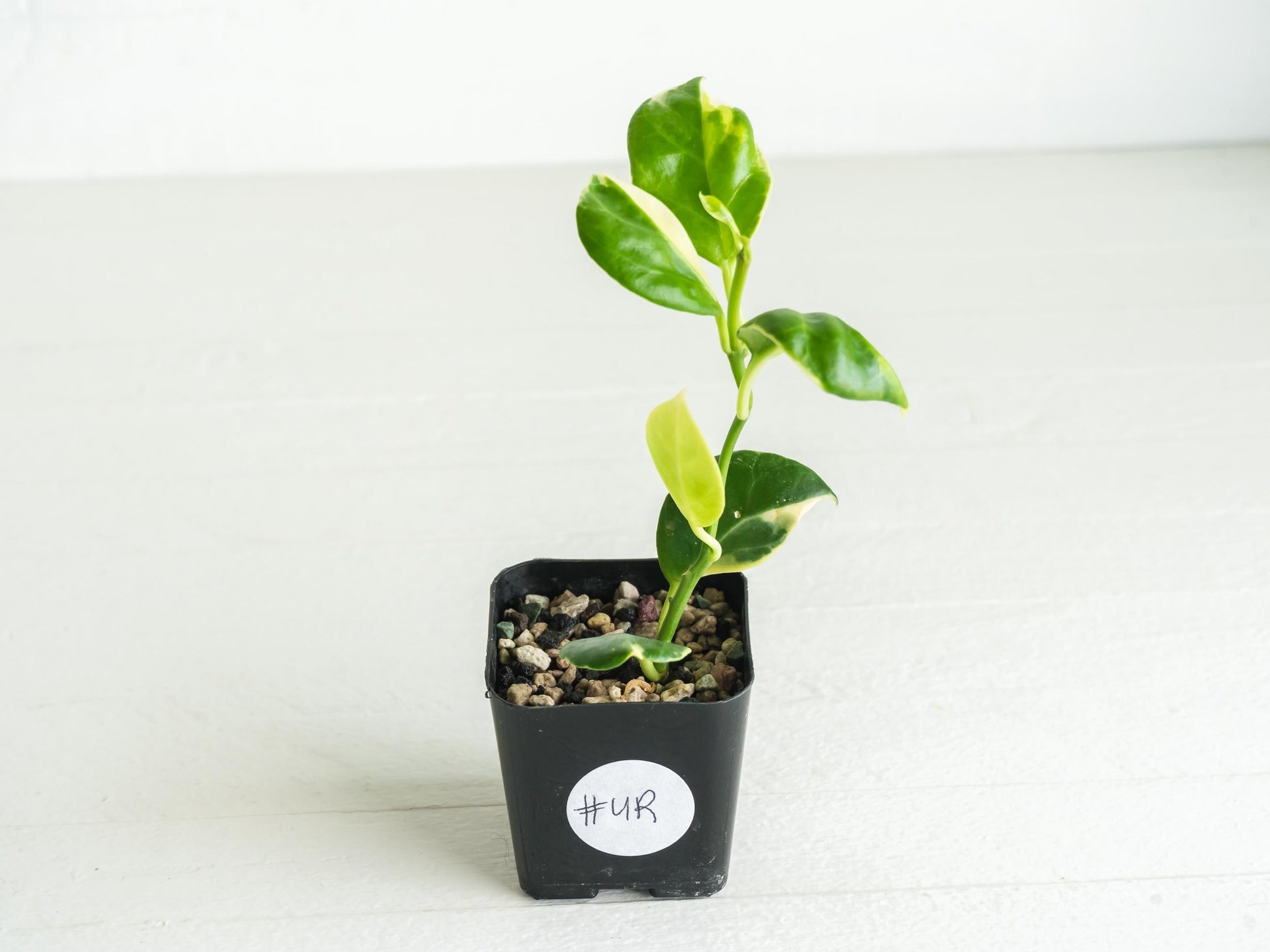 Hoya obscura (Albo | Outer Variegated) | 2-Inch