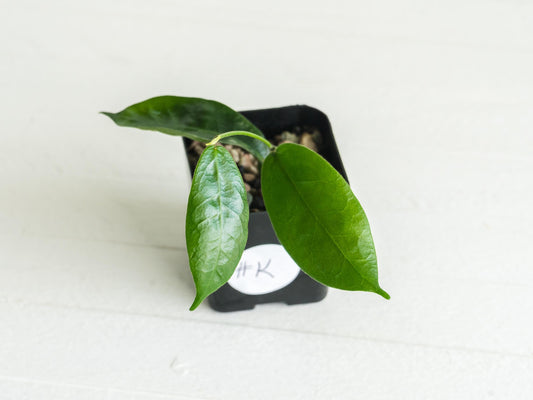 Hoya megalaster | 2-Inch