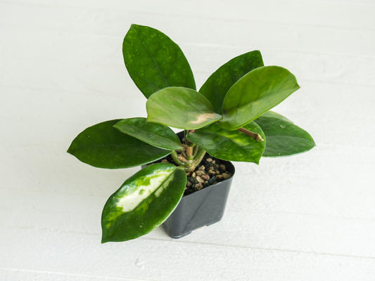 Reverted Hoya carnosa 'Madara Green Edge' | 2-Inch