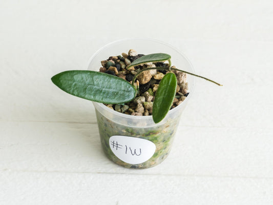 Hoya lyi | 2-Inch