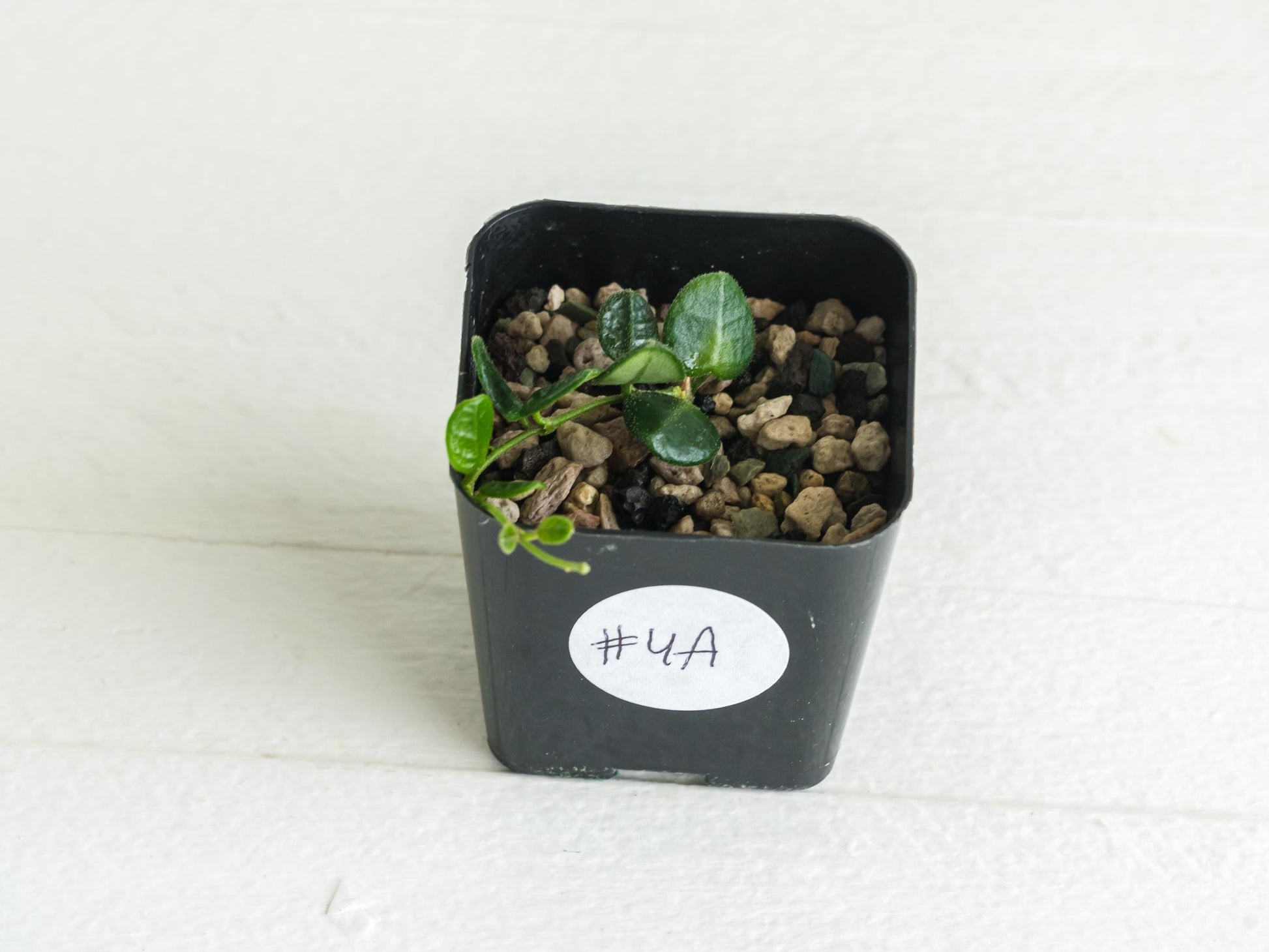 Hoya tengchongensis (aka nummularia) | 2-Inch