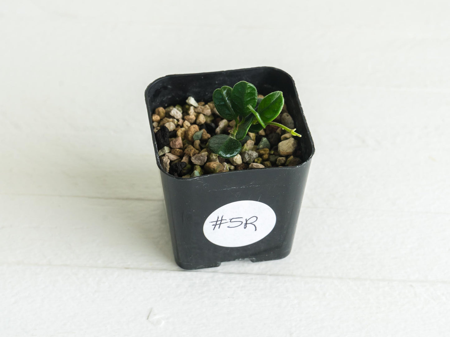 Hoya tengchongensis (aka nummularia) | 2-Inch