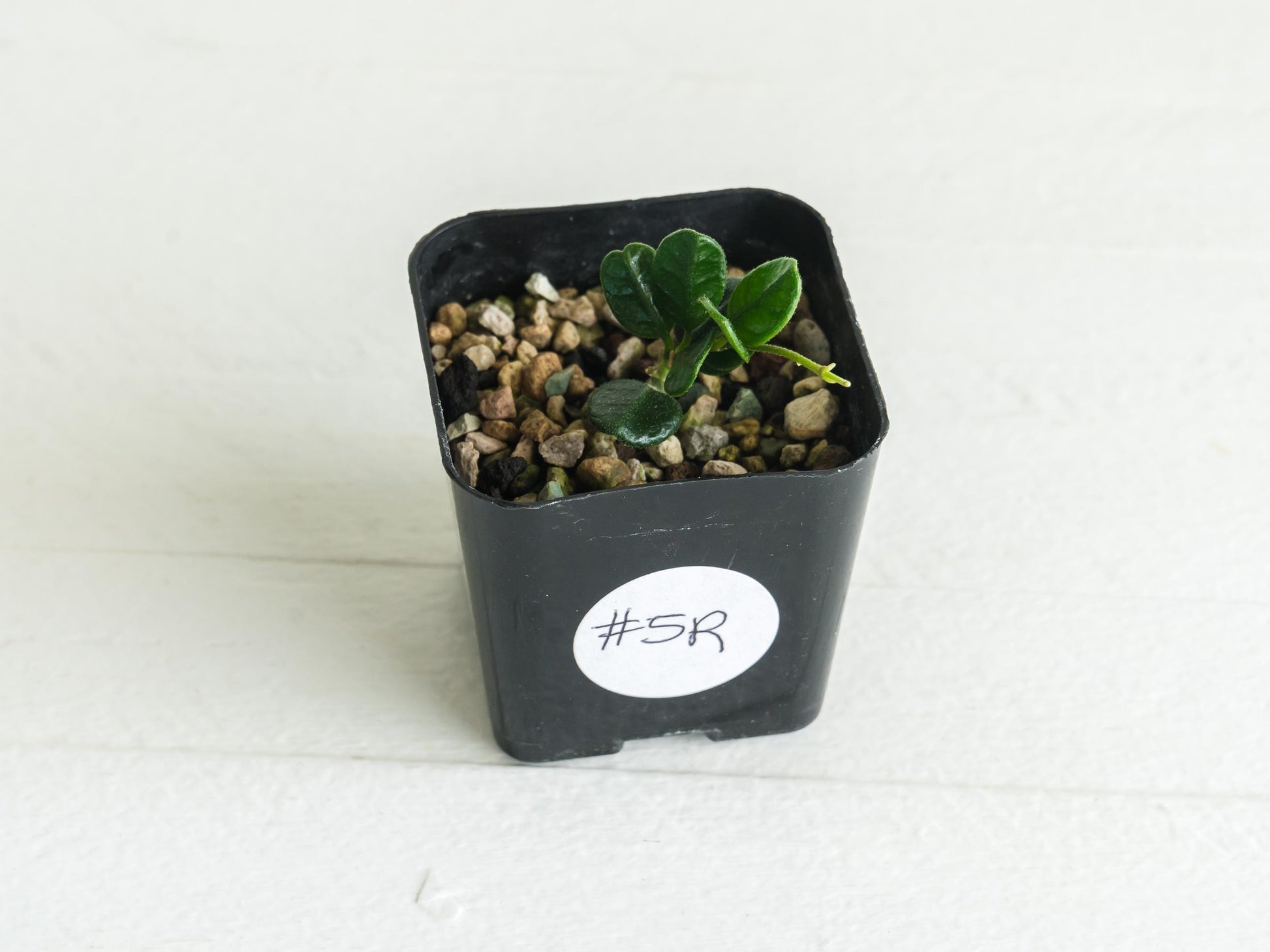 Hoya tengchongensis (aka nummularia) | 2-Inch