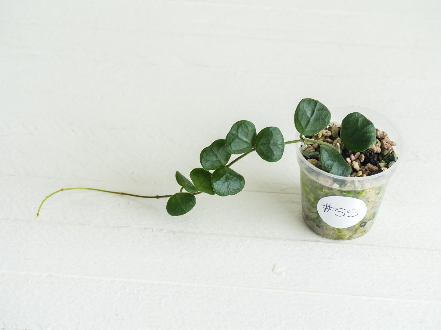 Hoya obcordata (aka nummularia) | 2-Inch