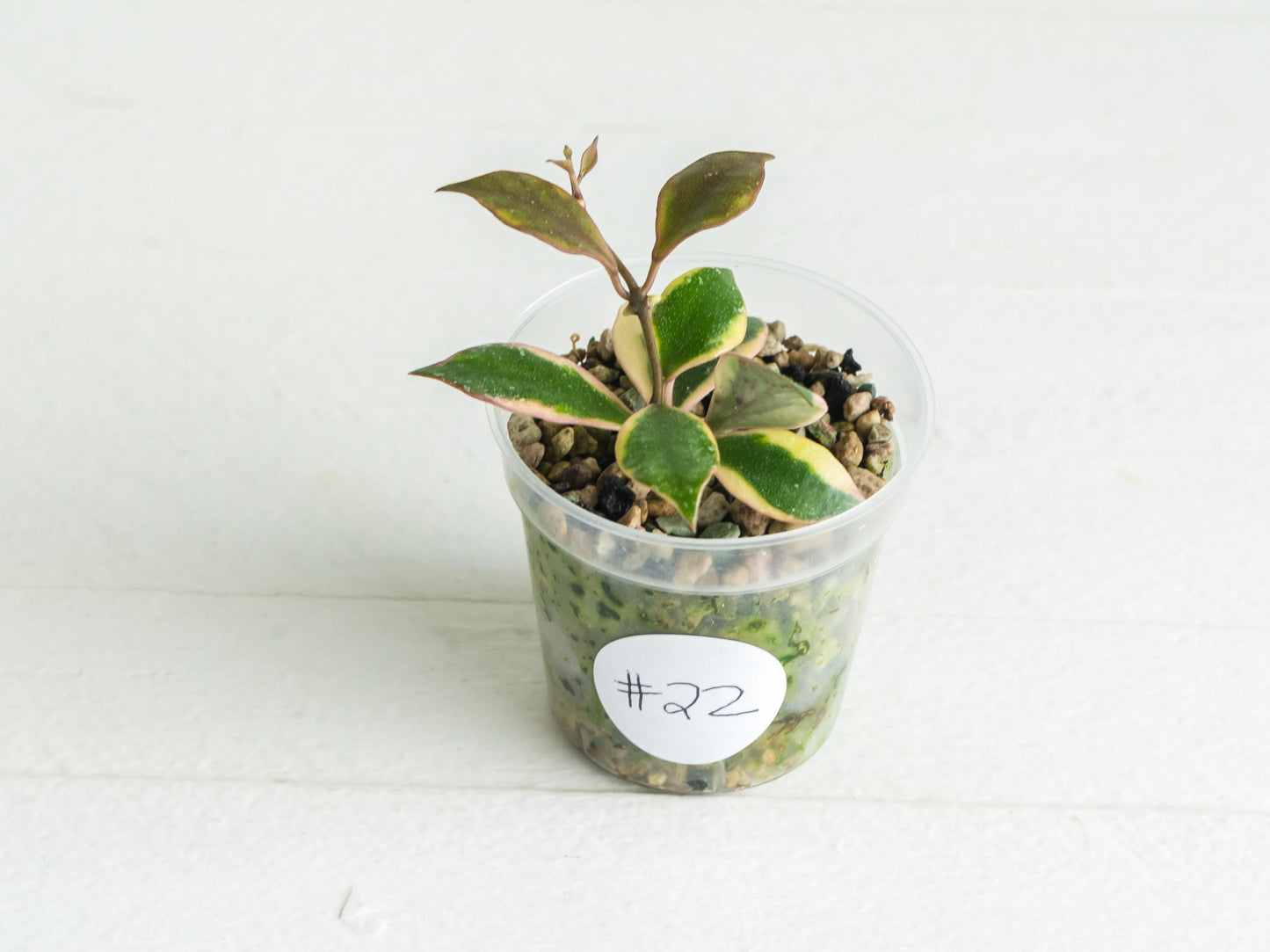 Hoya bakoensis (Outer Variegated - Albo) | 2-Inch