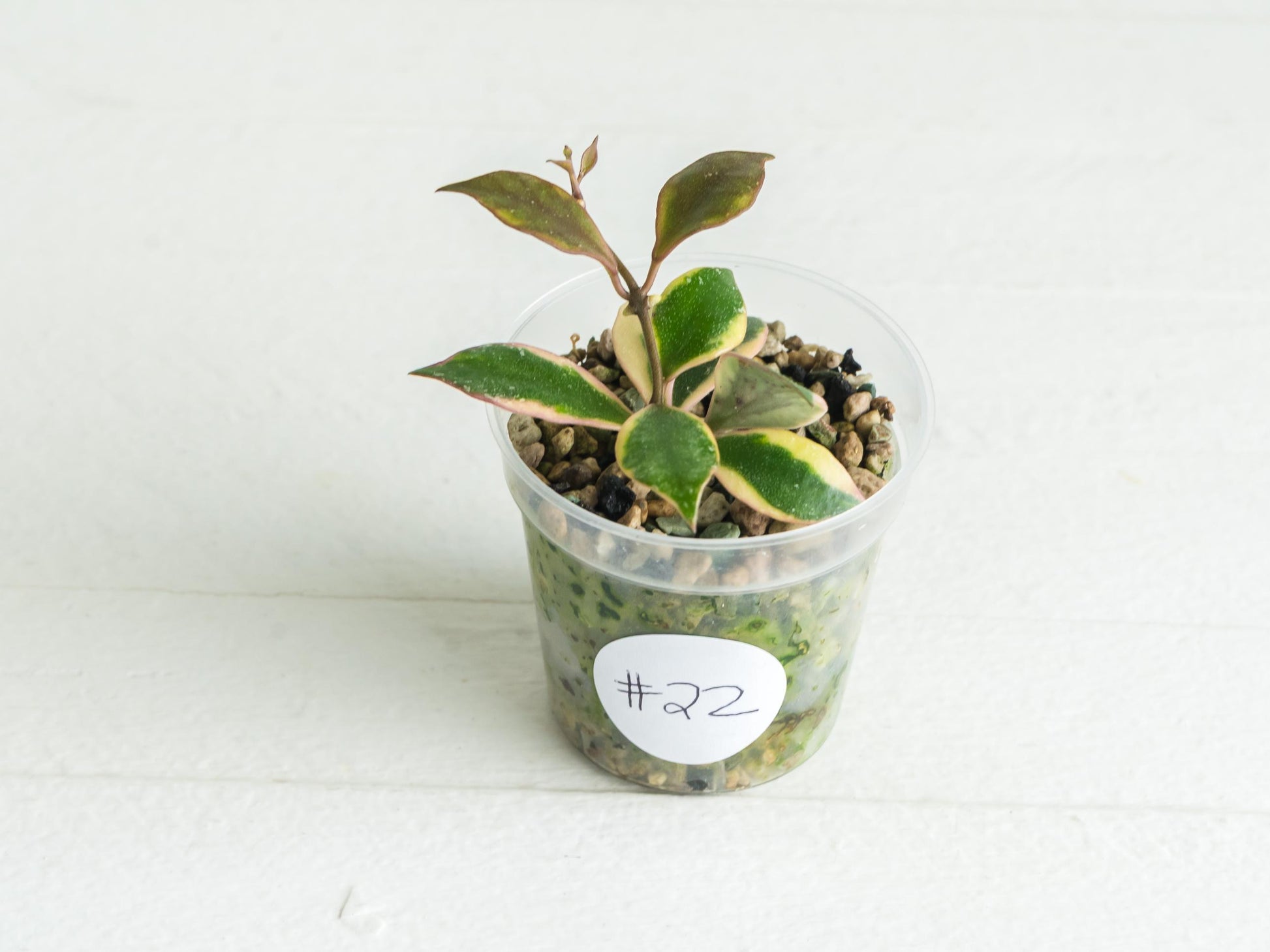 Hoya bakoensis (Outer Variegated - Albo) | 2-Inch