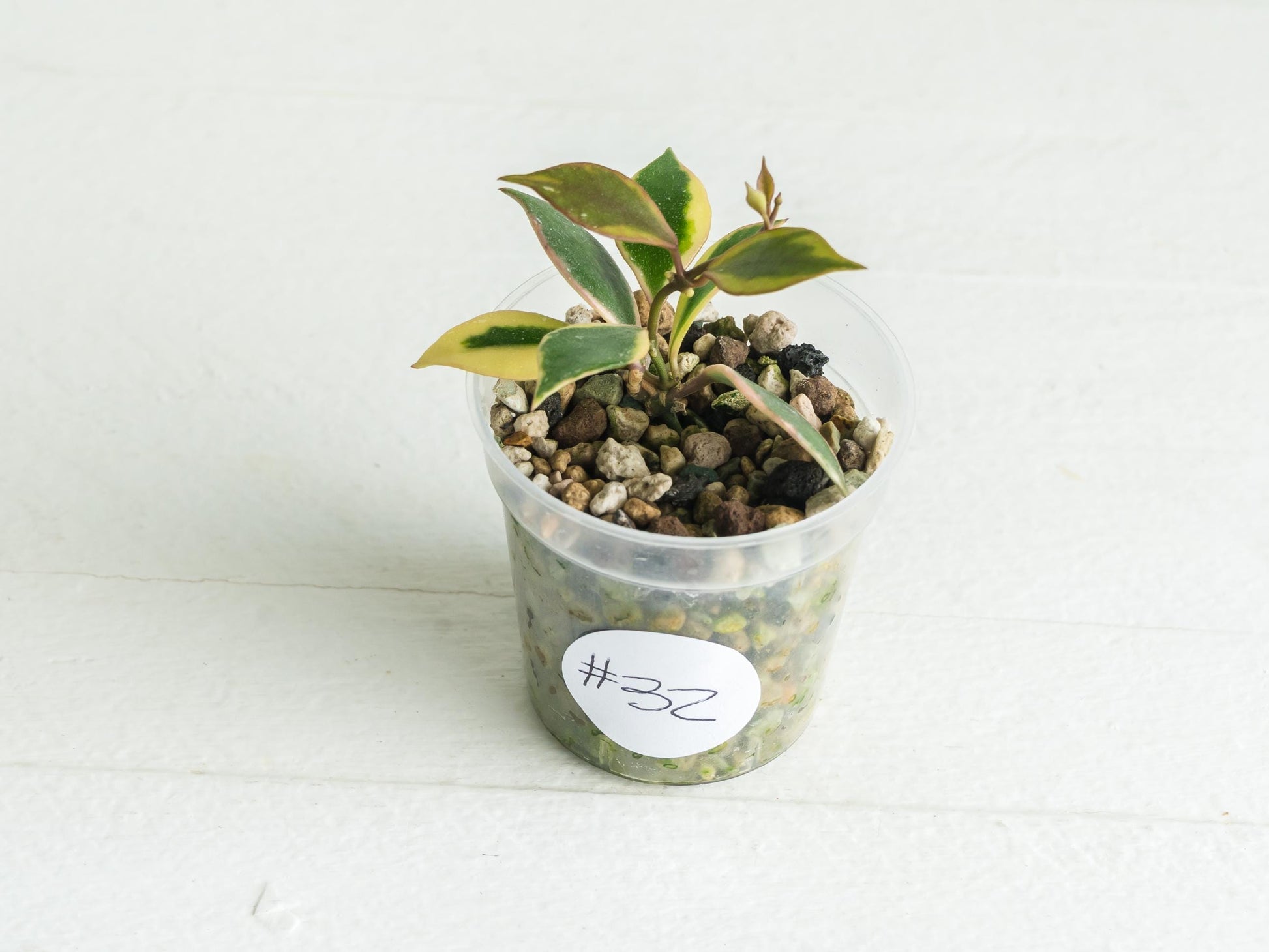 Hoya bakoensis (Outer Variegated - Albo) | 2-Inch