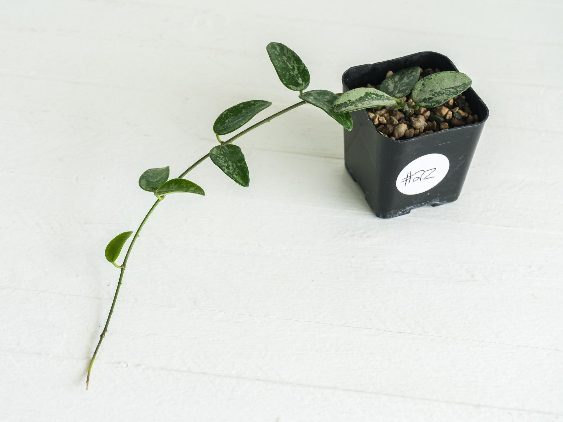Hoya lima (Splash) | 2-Inch
