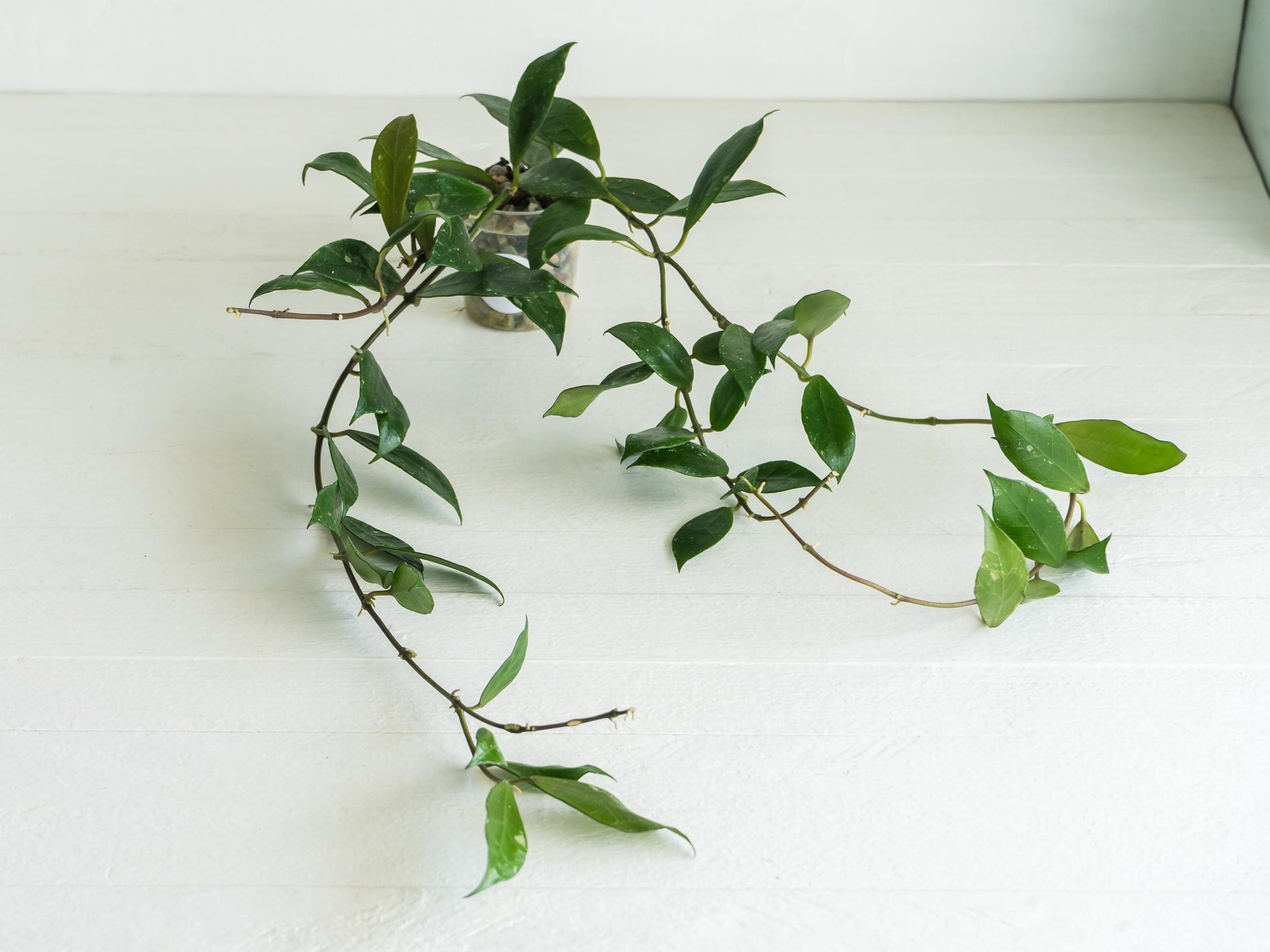 Hoya 'Rebecca' | 2-Inch