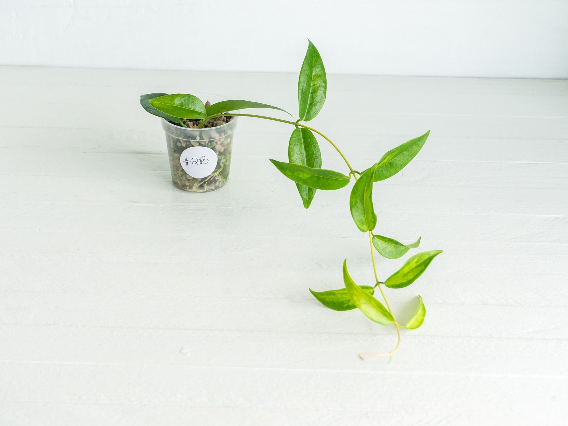 Hoya dennisii ‘Frida’ | 2-Inch