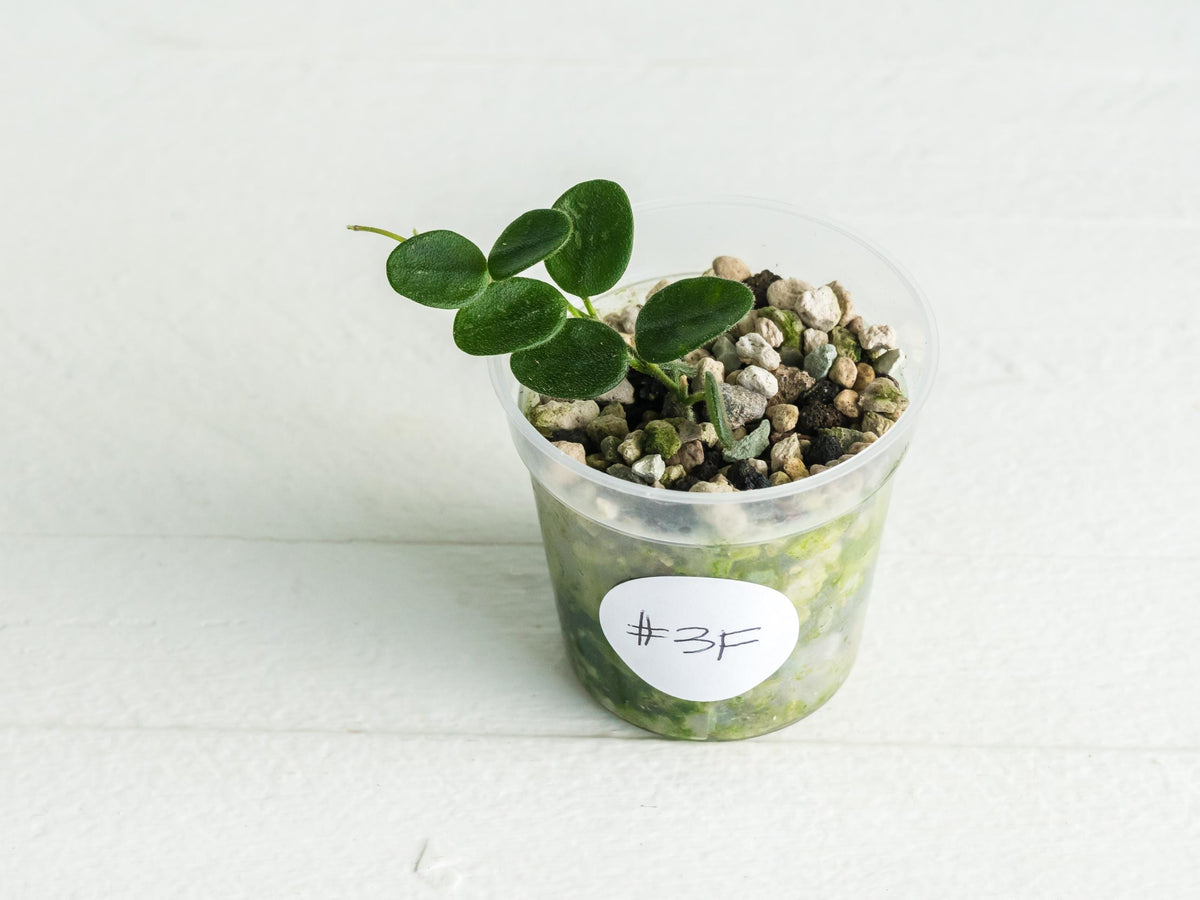 Hoya serpens | 2-Inch
