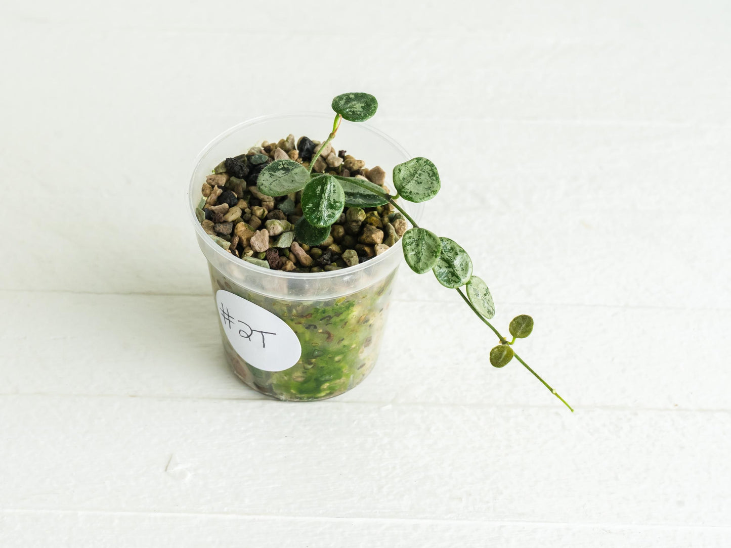 Hoya serpens (Silver) | 2-Inch