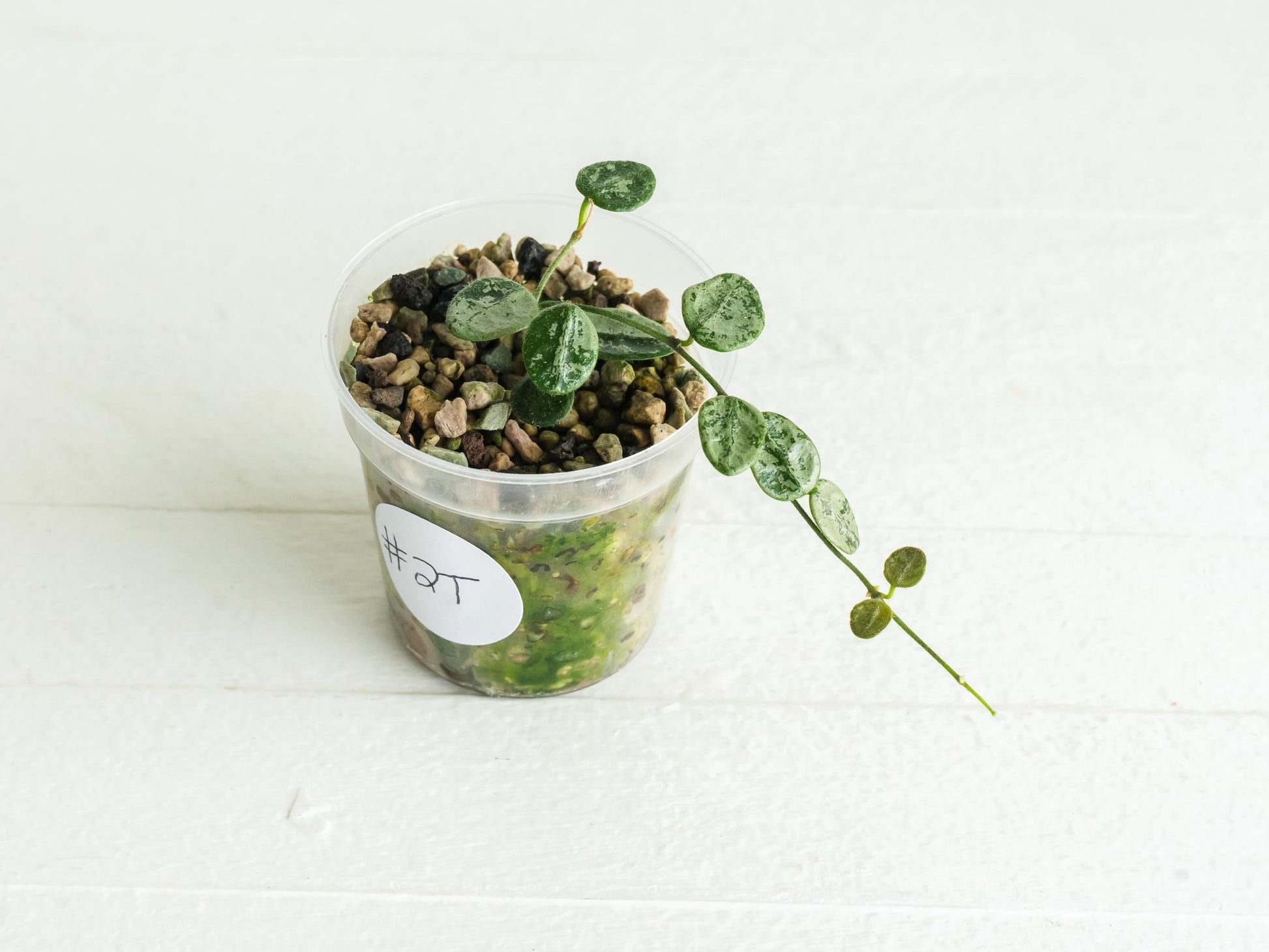 Hoya serpens (Silver) | 2-Inch