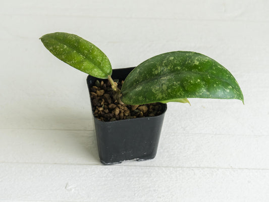 Hoya Borneo (Splash) | 2-Inch