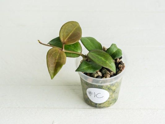 Hoya ‘Aramelon’ (UPT012) | 2-Inch