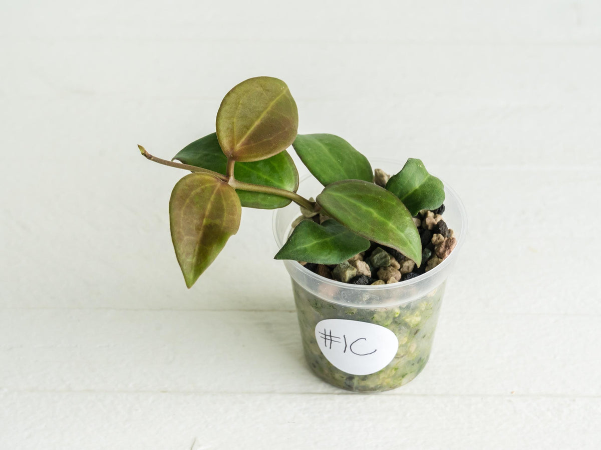 Hoya ‘Aramelon’ (UPT012) | 2-Inch