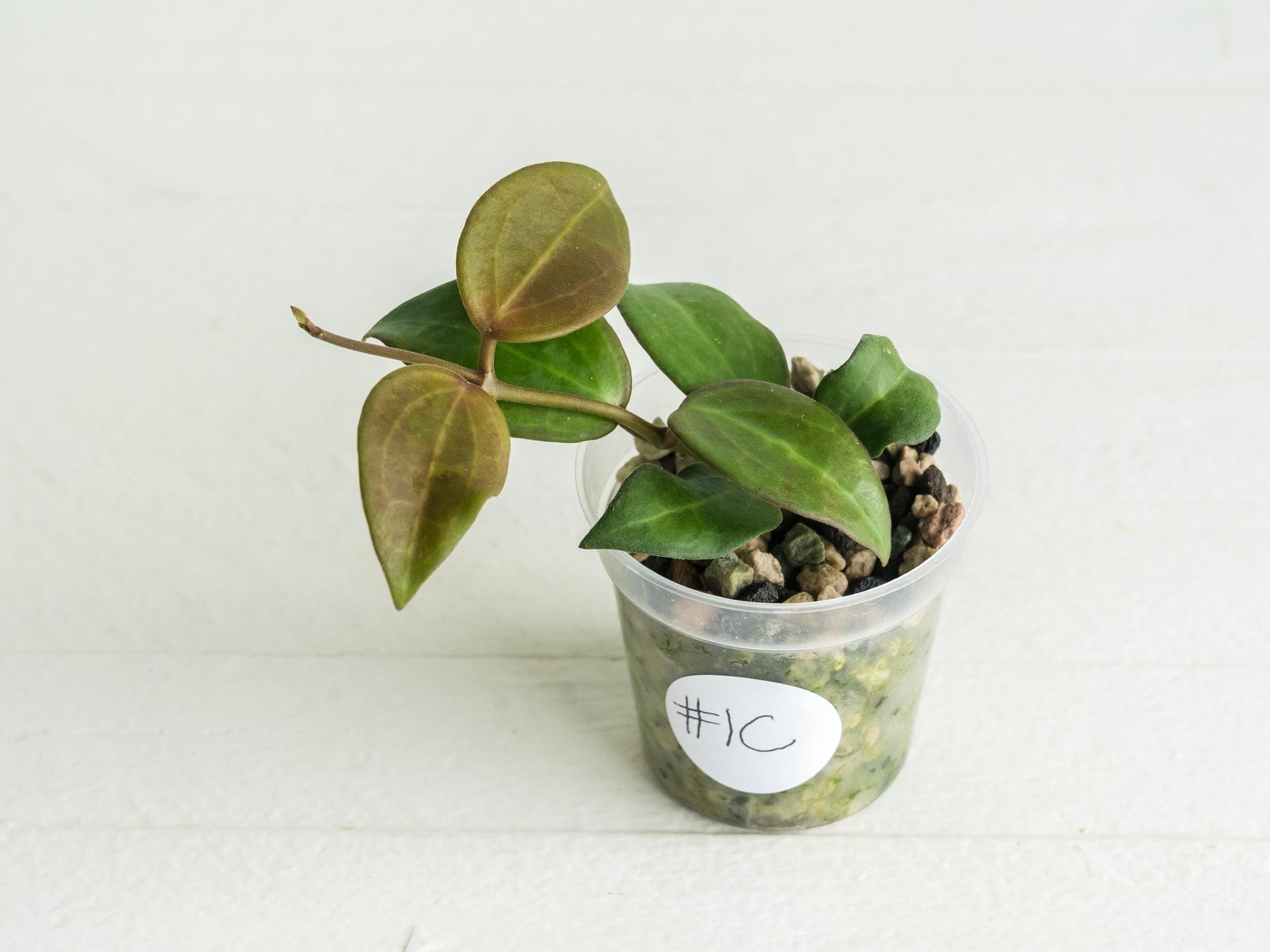 Hoya ‘Aramelon’ (UPT012) | 2-Inch