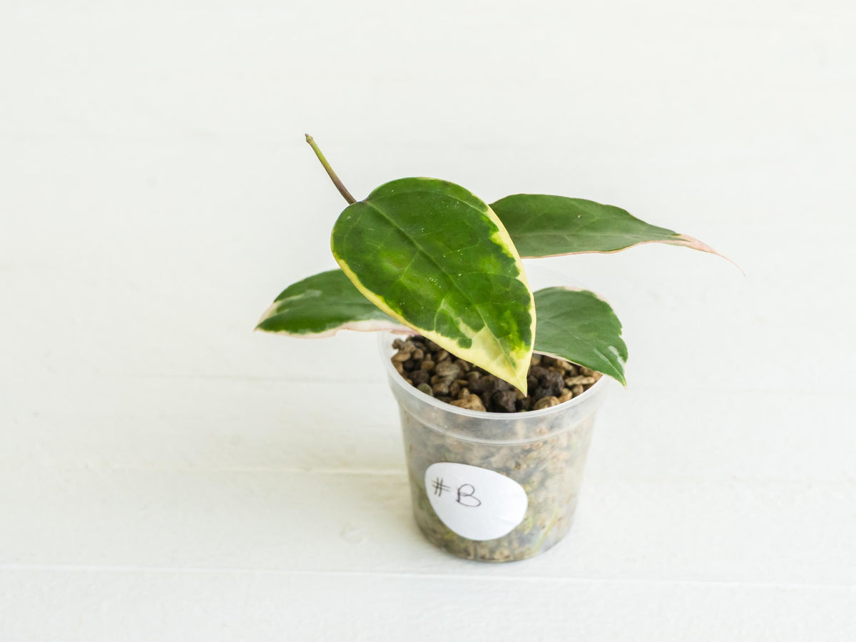 Hoya panglai (Outer Variegated/Albo) | 2-Inch
