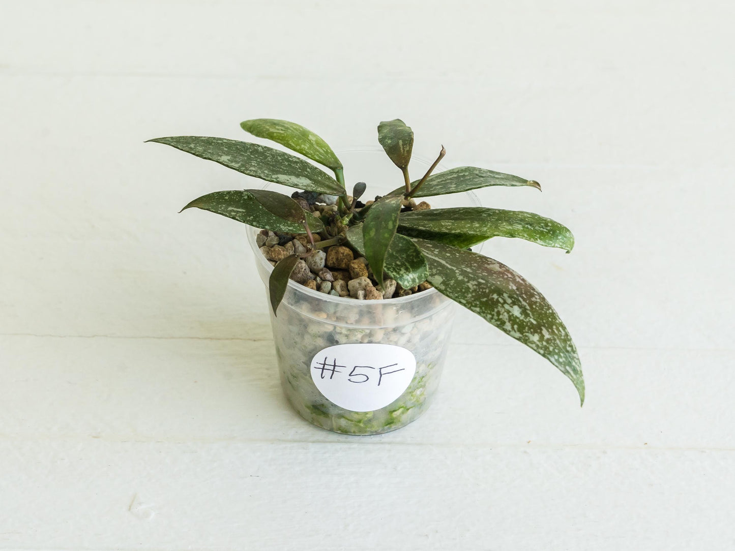 Hoya lacunosa 'Laos Full Splash' | 2-Inch