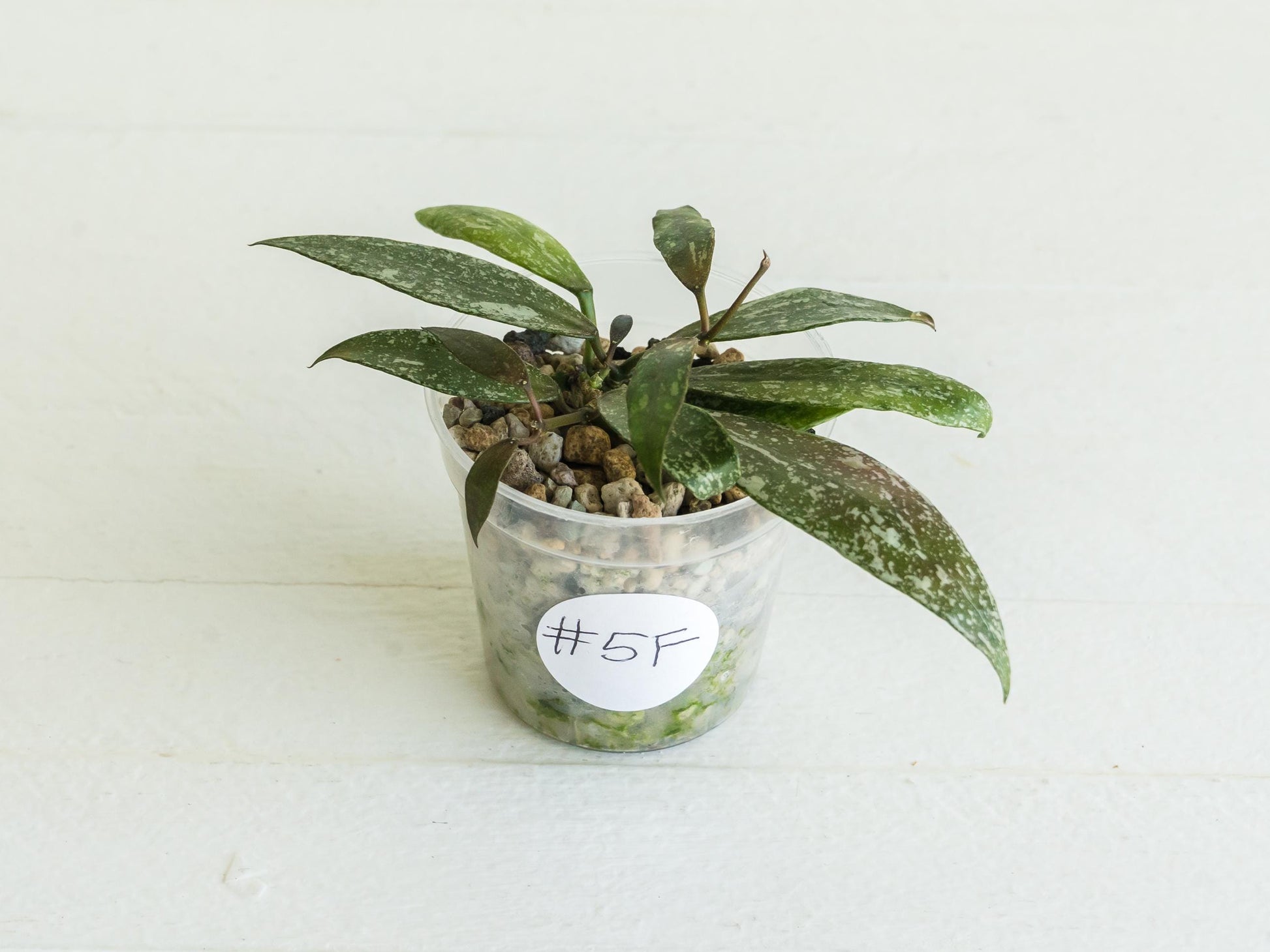Hoya lacunosa 'Laos Full Splash' | 2-Inch