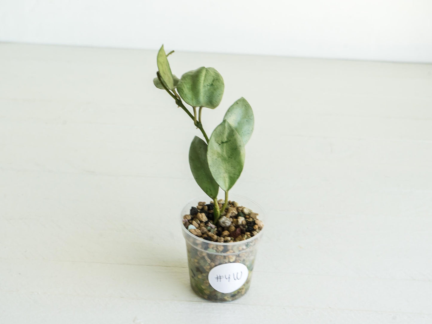 Hoya lacunosa 'Silver Mint Coin'
