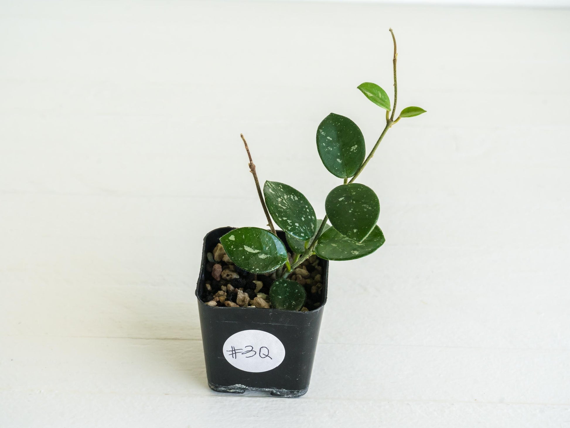 Hoya 'Mathilde' | 2-Inch