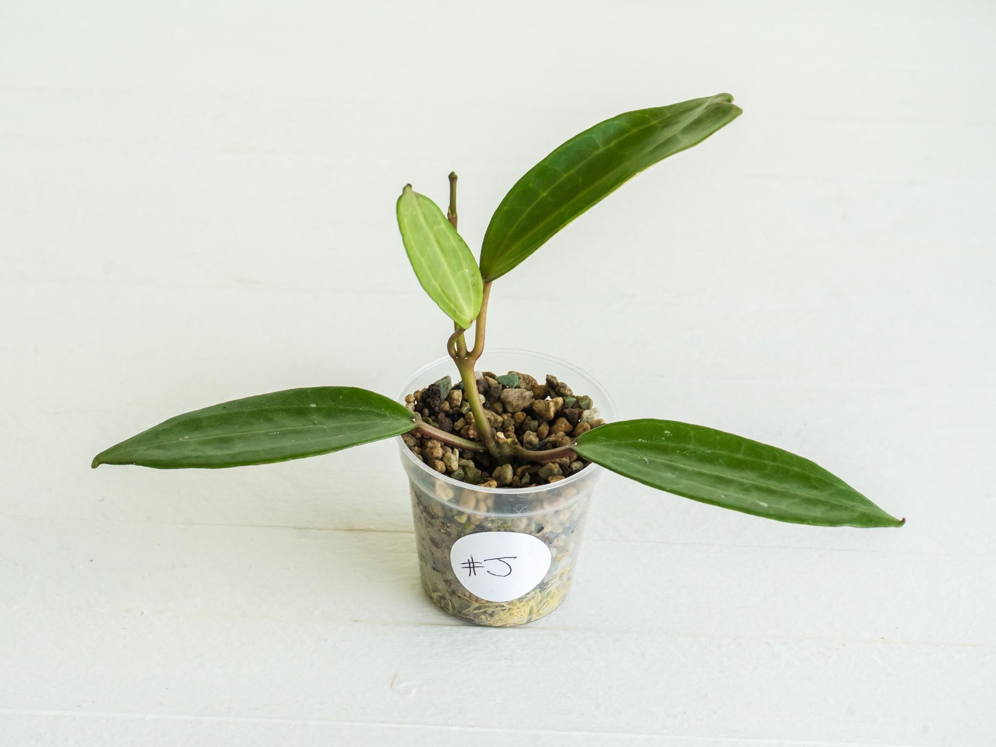 Hoya jasper blink | 2-Inch