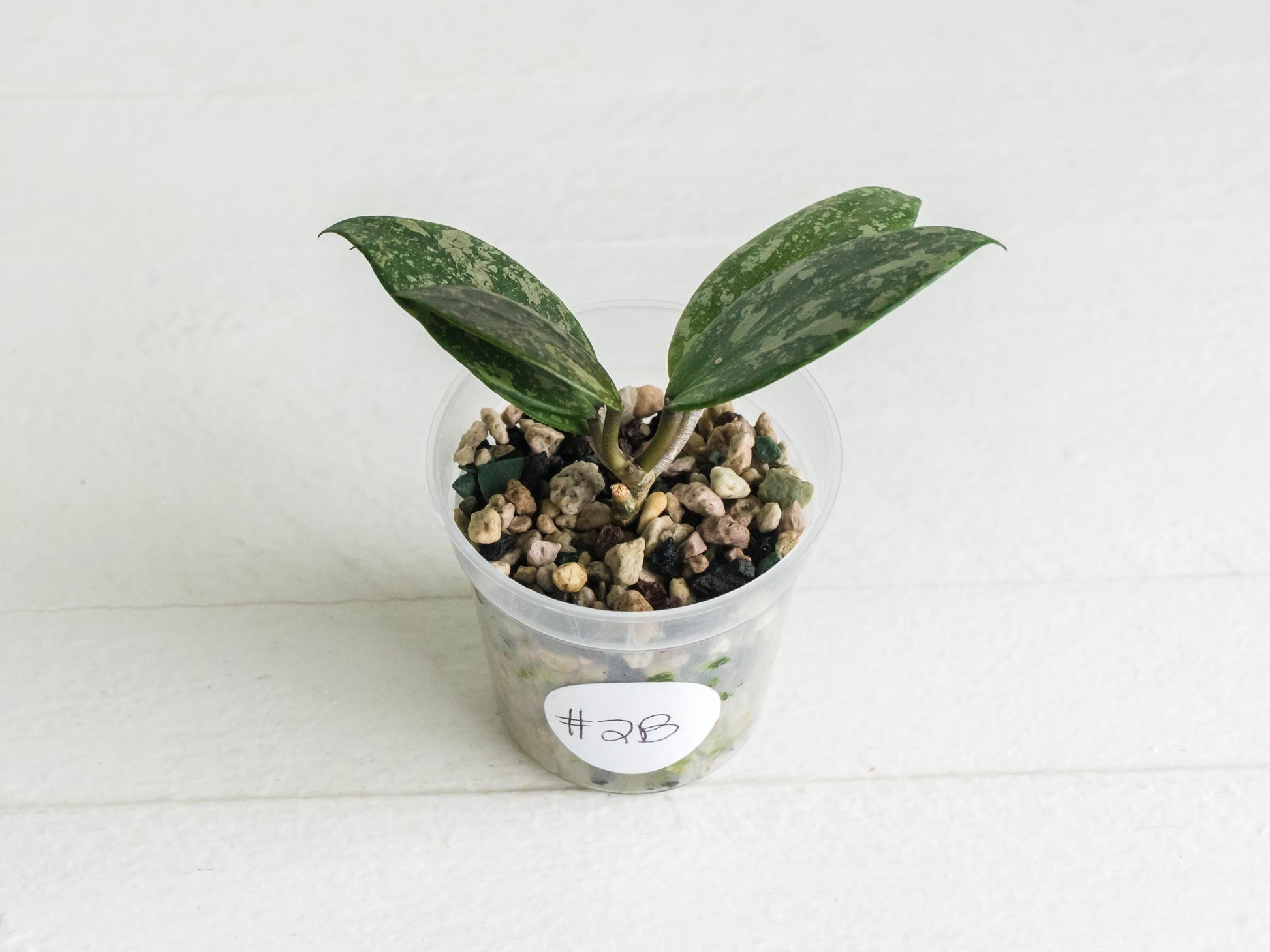 Hoya 'Wibergiae Round Leaf' (DMW-001-C) [verticillata (ex. wibergiea) x unknown] | 2-Inch