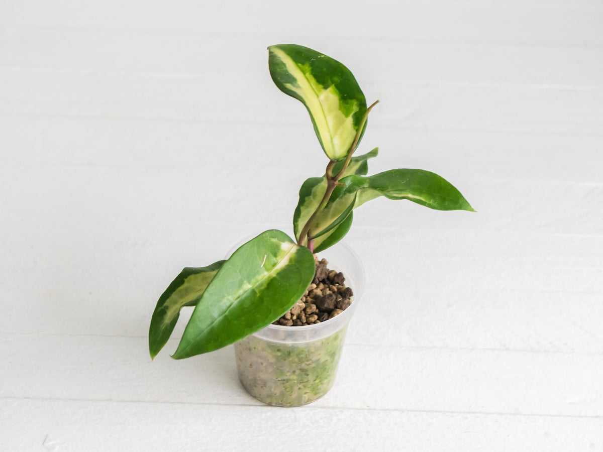 Hoya panglai (Inner Variegated) | 2-Inch