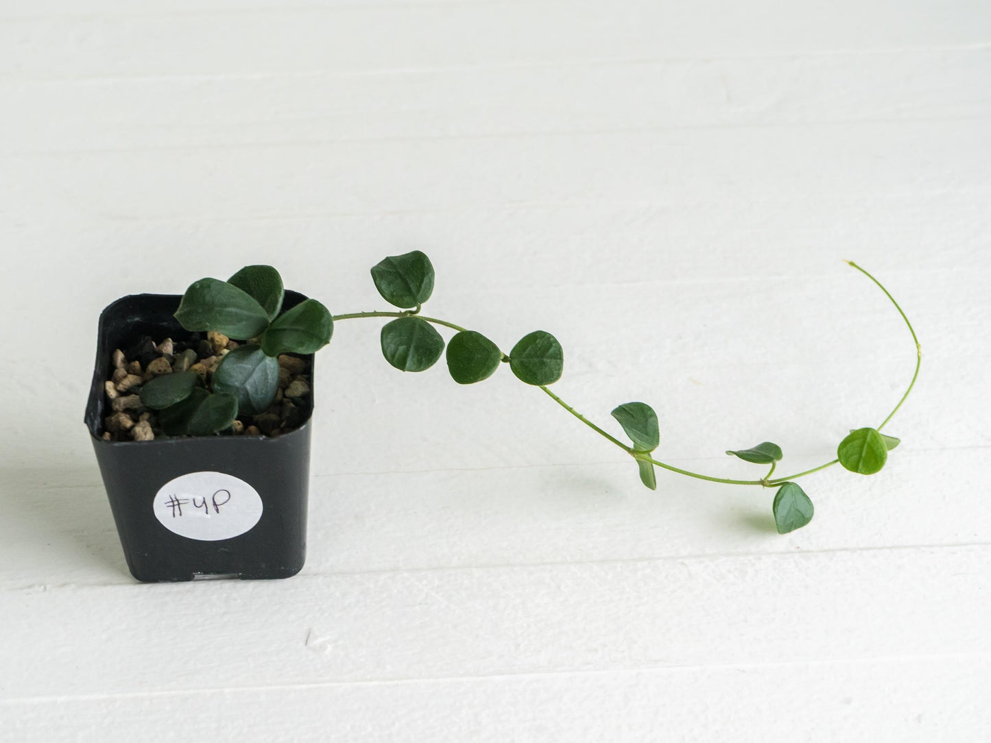 Hoya obcordata (aka nummularia) | 2-Inch