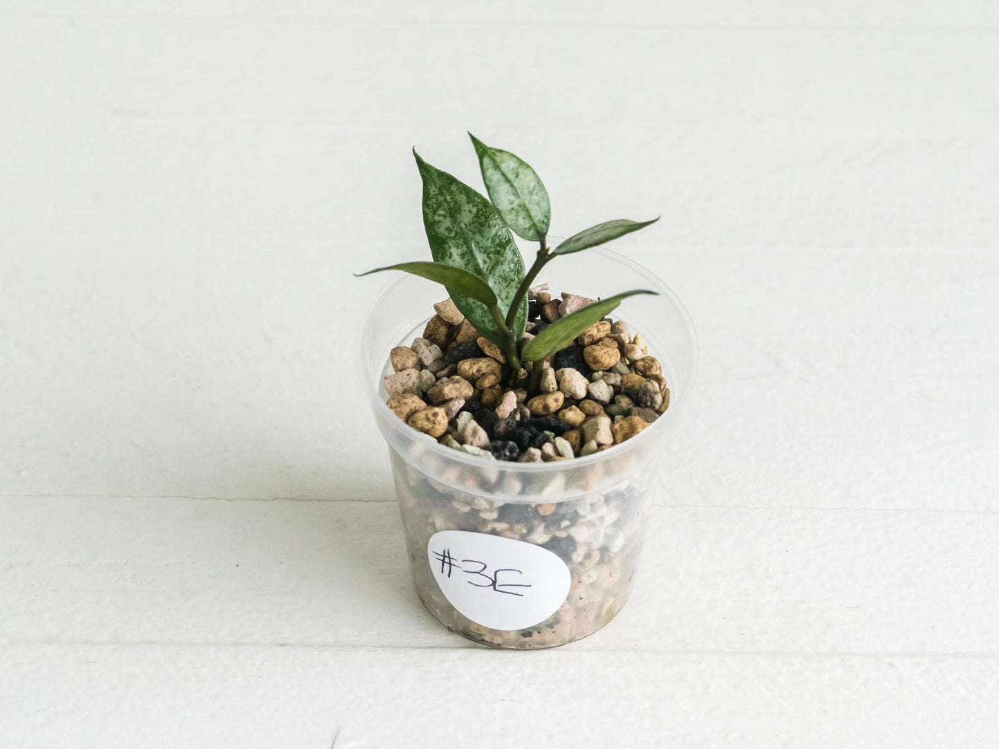 Hoya lacunosa 'White Pearl' | 2-Inch