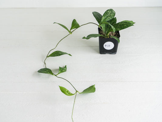 Hoya crassipetiolata (Splash) | 2-Inch