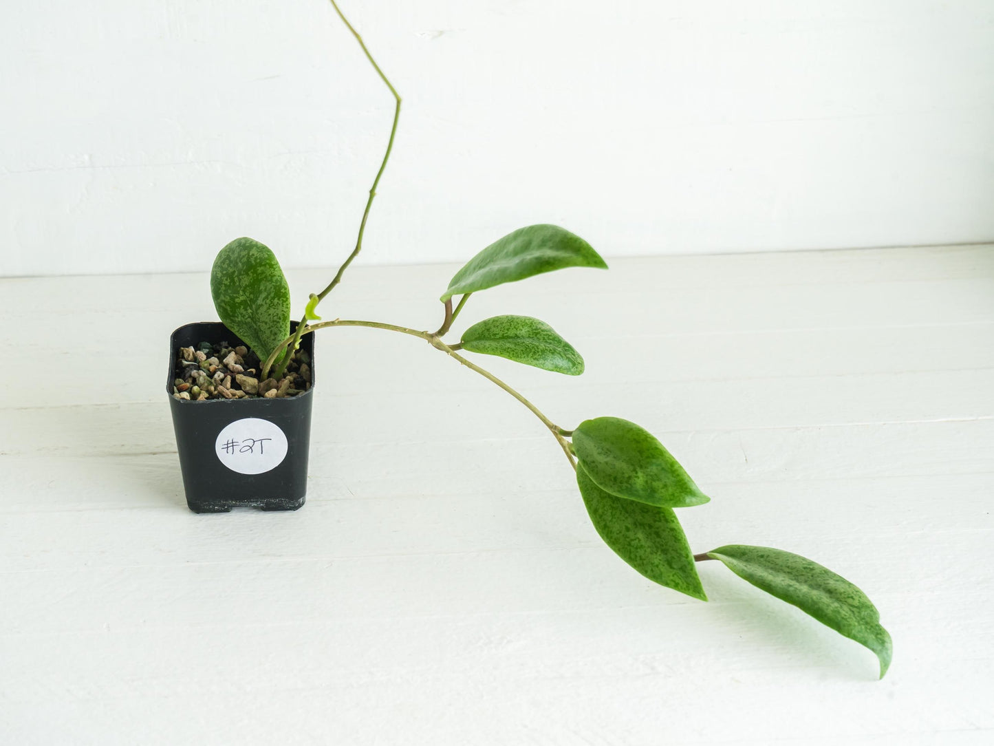 Hoya 'Jita Silver' WRX02-Silver-01 | 2-Inch