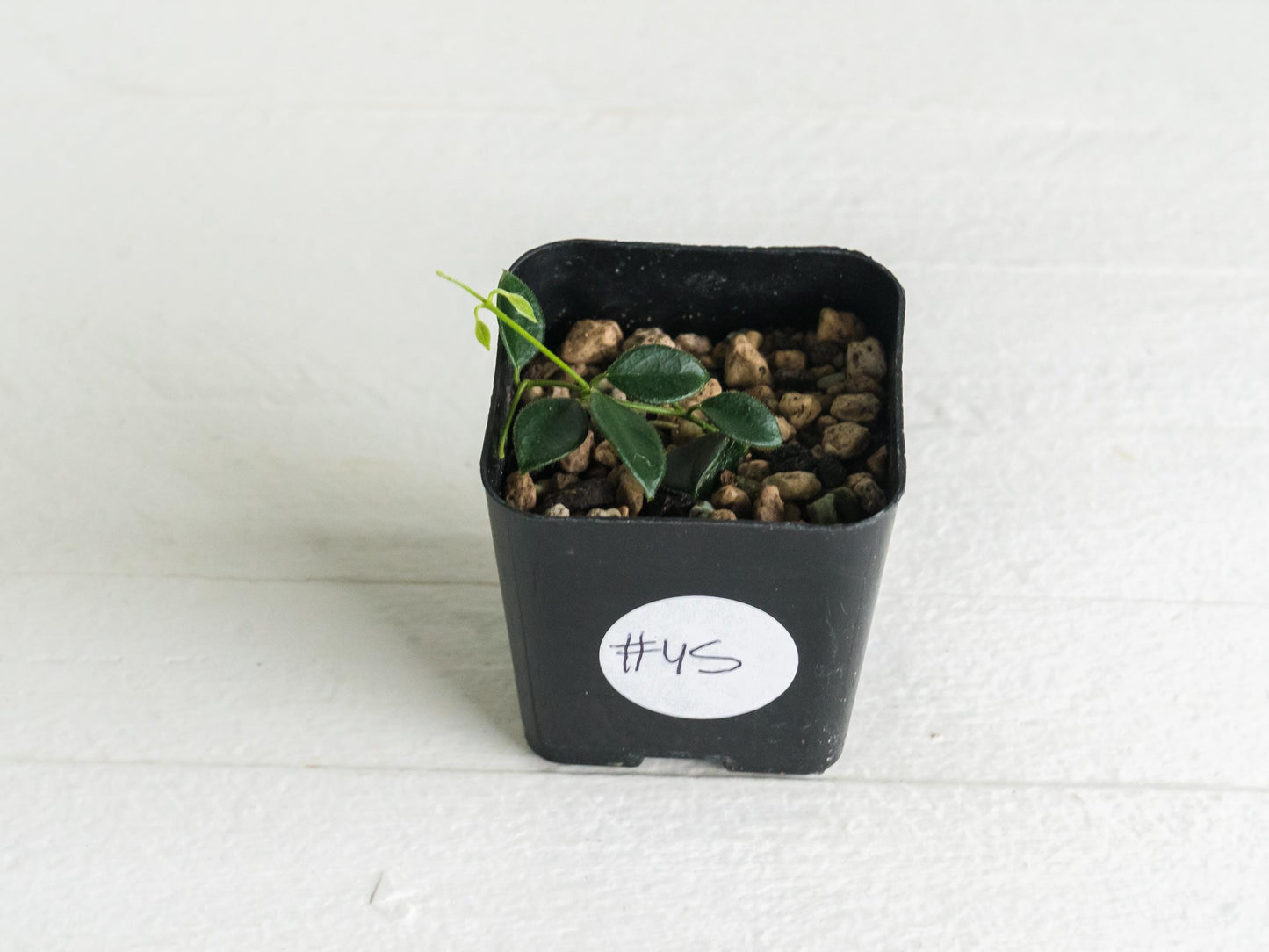 Hoya papua (PNG IM-08) | 2-Inch