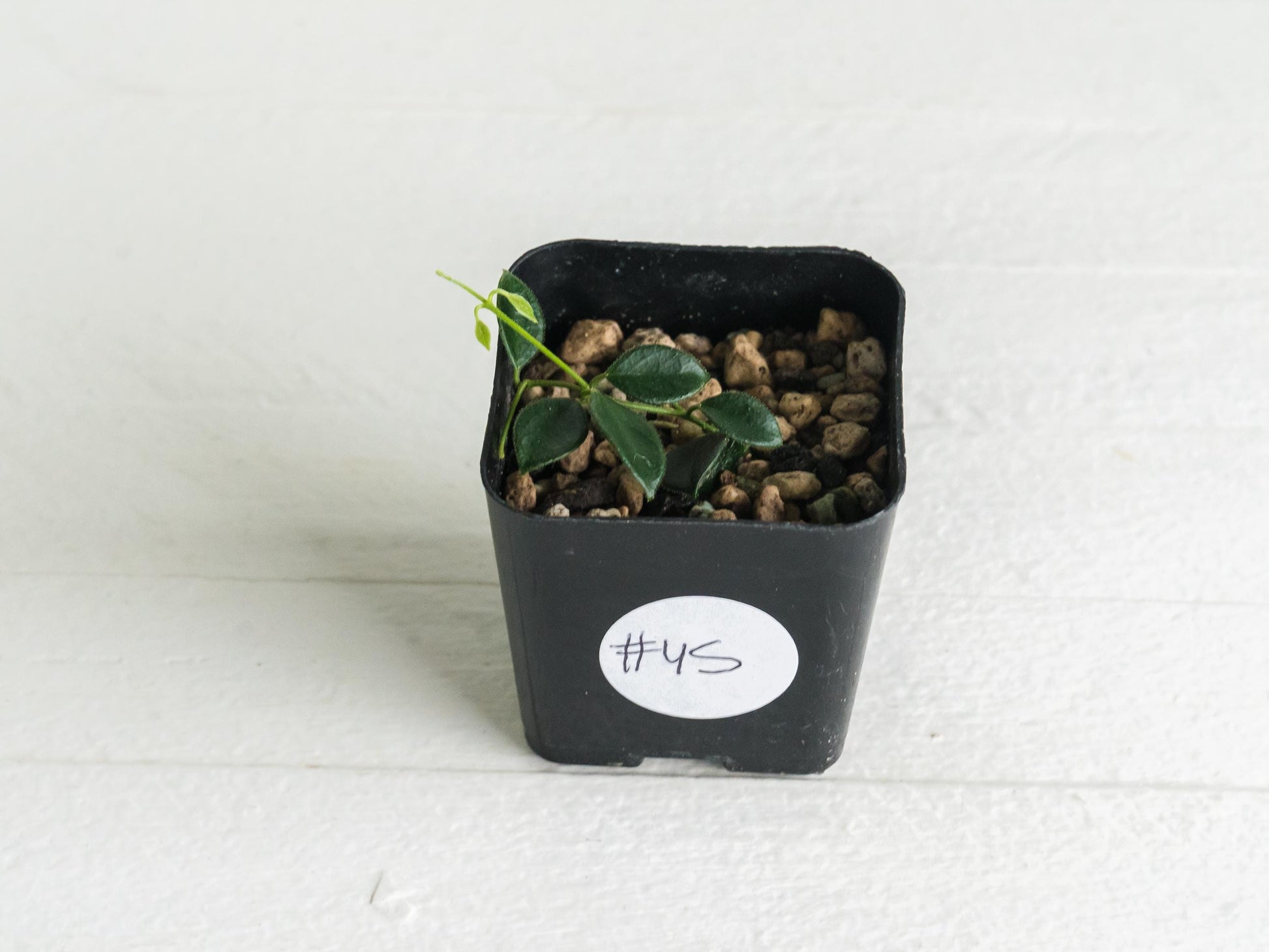 Hoya papua (PNG IM-08) | 2-Inch