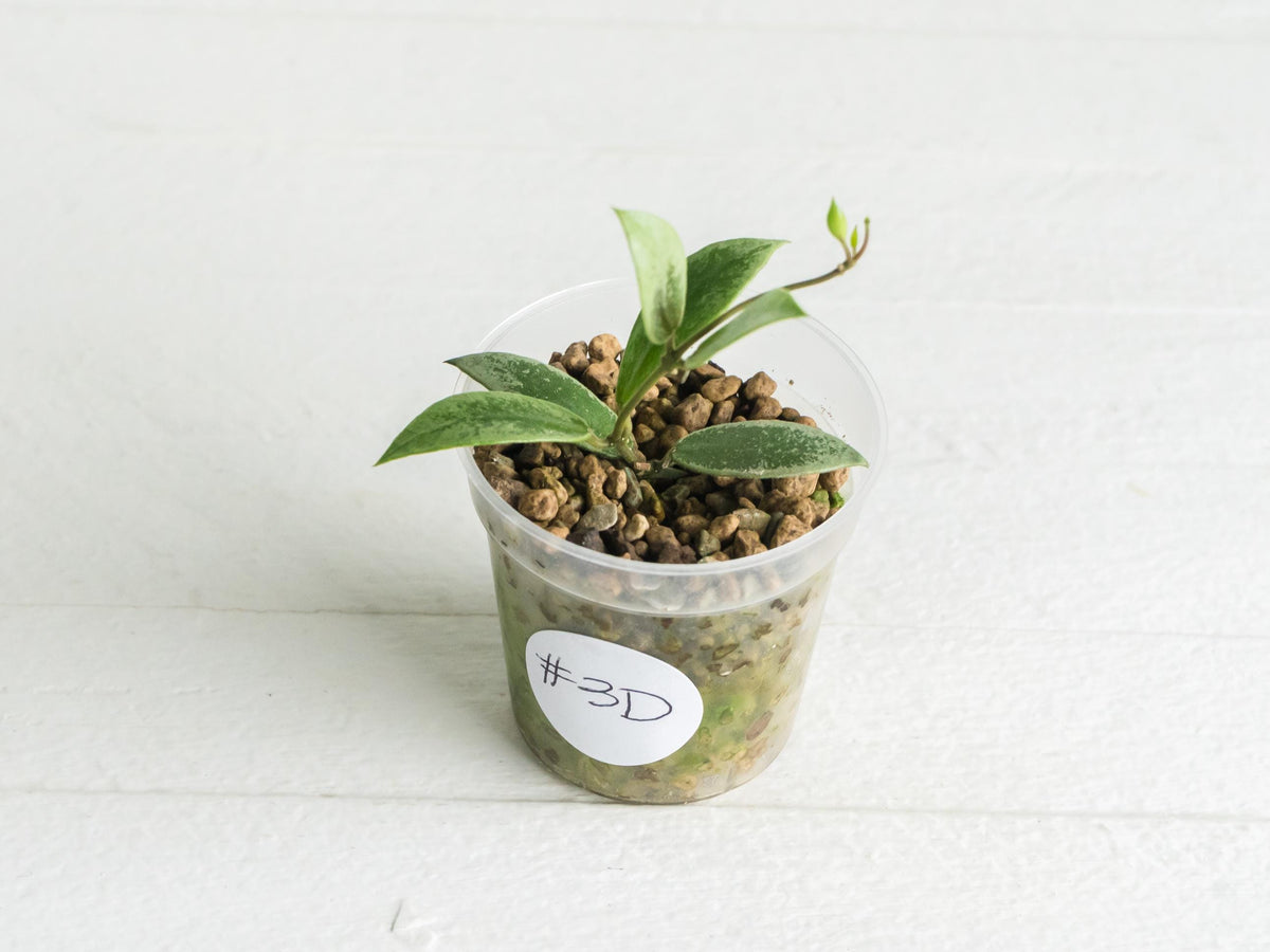Hoya Kalimantan 'Coin' (Silver) | 2-Inch