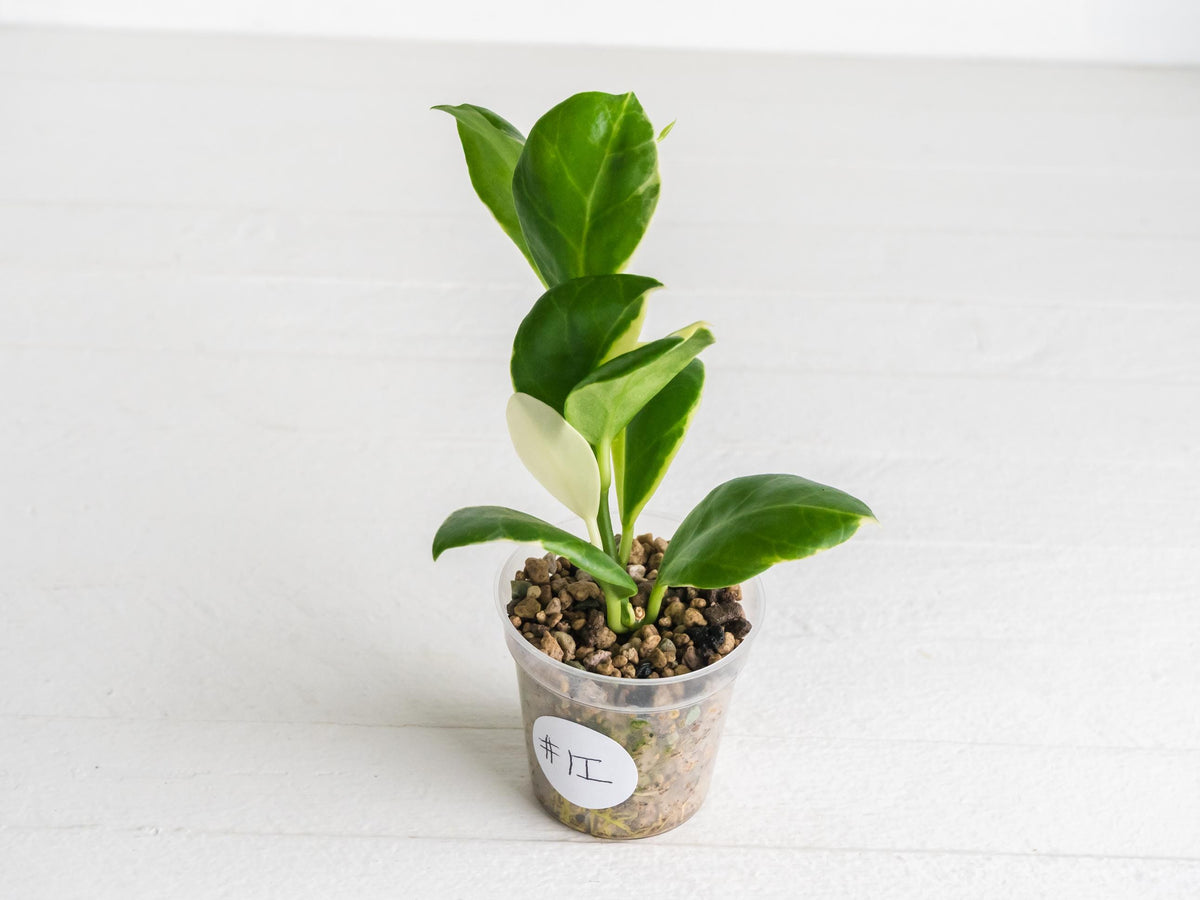 Hoya obscura (Albo | Outer Variegated) | 2-Inch