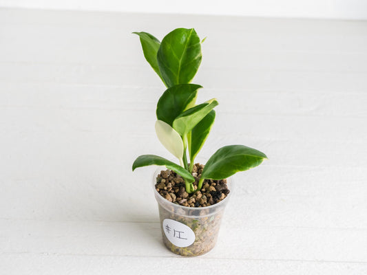 Hoya obscura (Albo | Outer Variegated) | 2-Inch