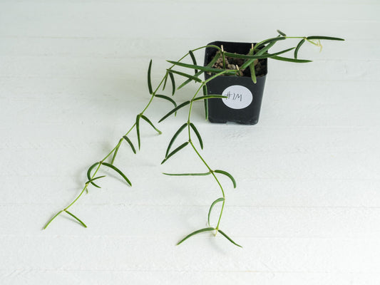 Hoya linearis | 2-Inch