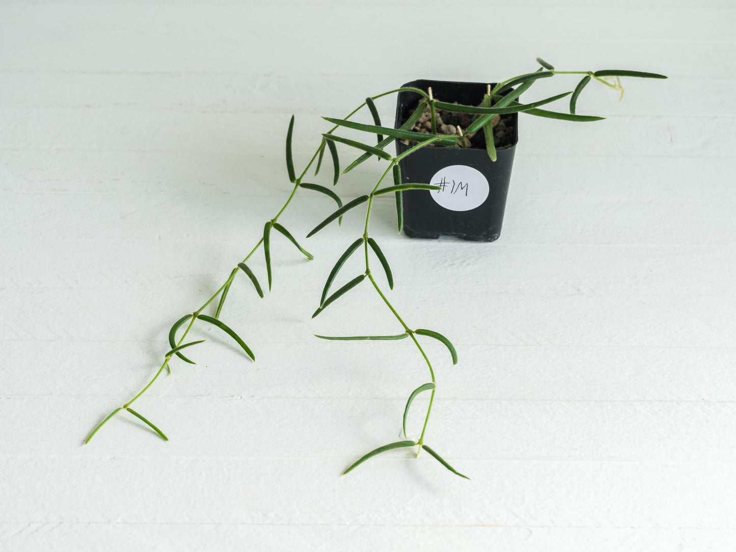 Hoya linearis | 2-Inch