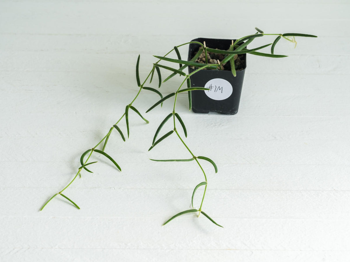Hoya linearis | 2-Inch