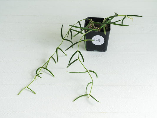 Hoya linearis | 2-Inch