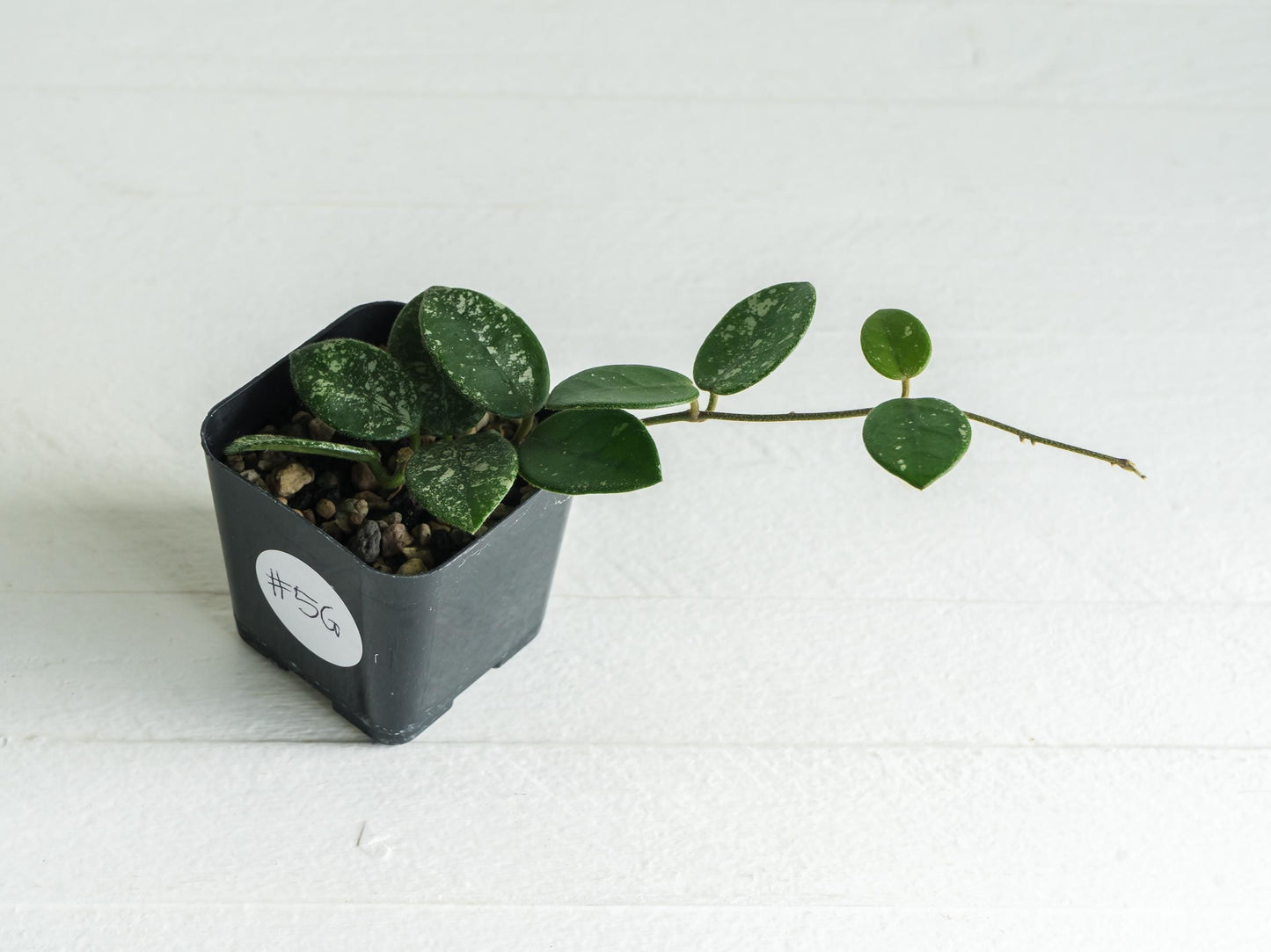 Hoya 'Mathilde' (Splash) | 2-Inch