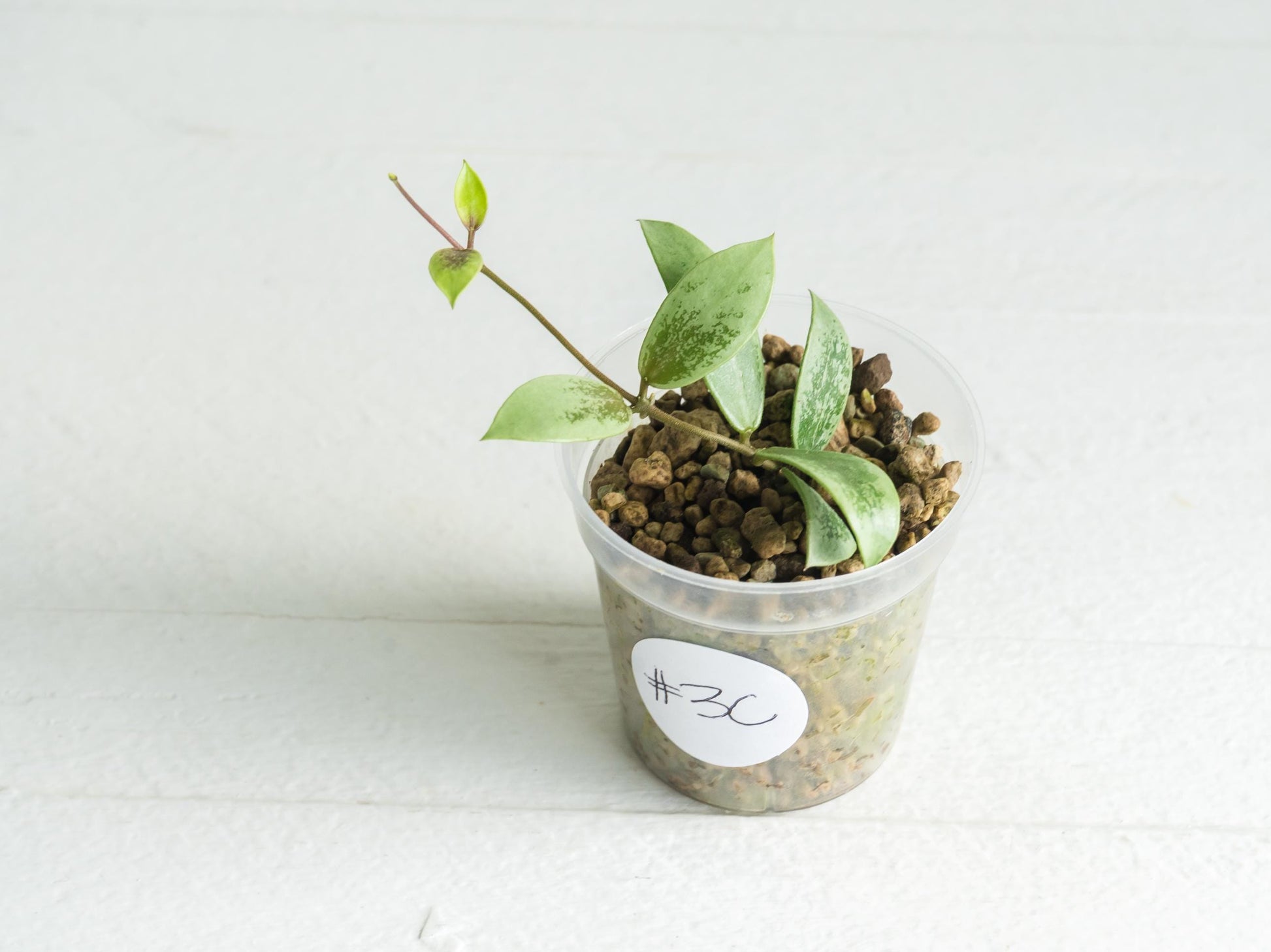 Hoya Kalimantan 'Coin' (Silver) | 2-Inch