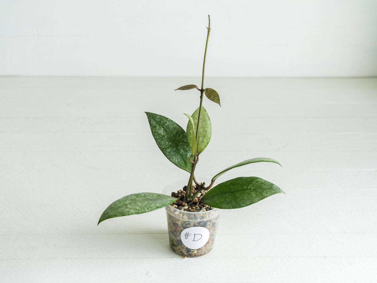 Hoya Kinabalu (Silver) | 2-Inch