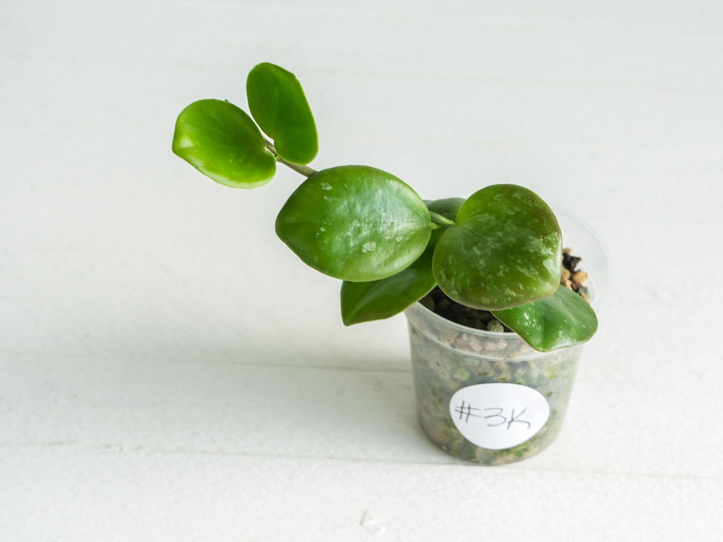 Hoya ‘Clamshell’ | 2-Inch
