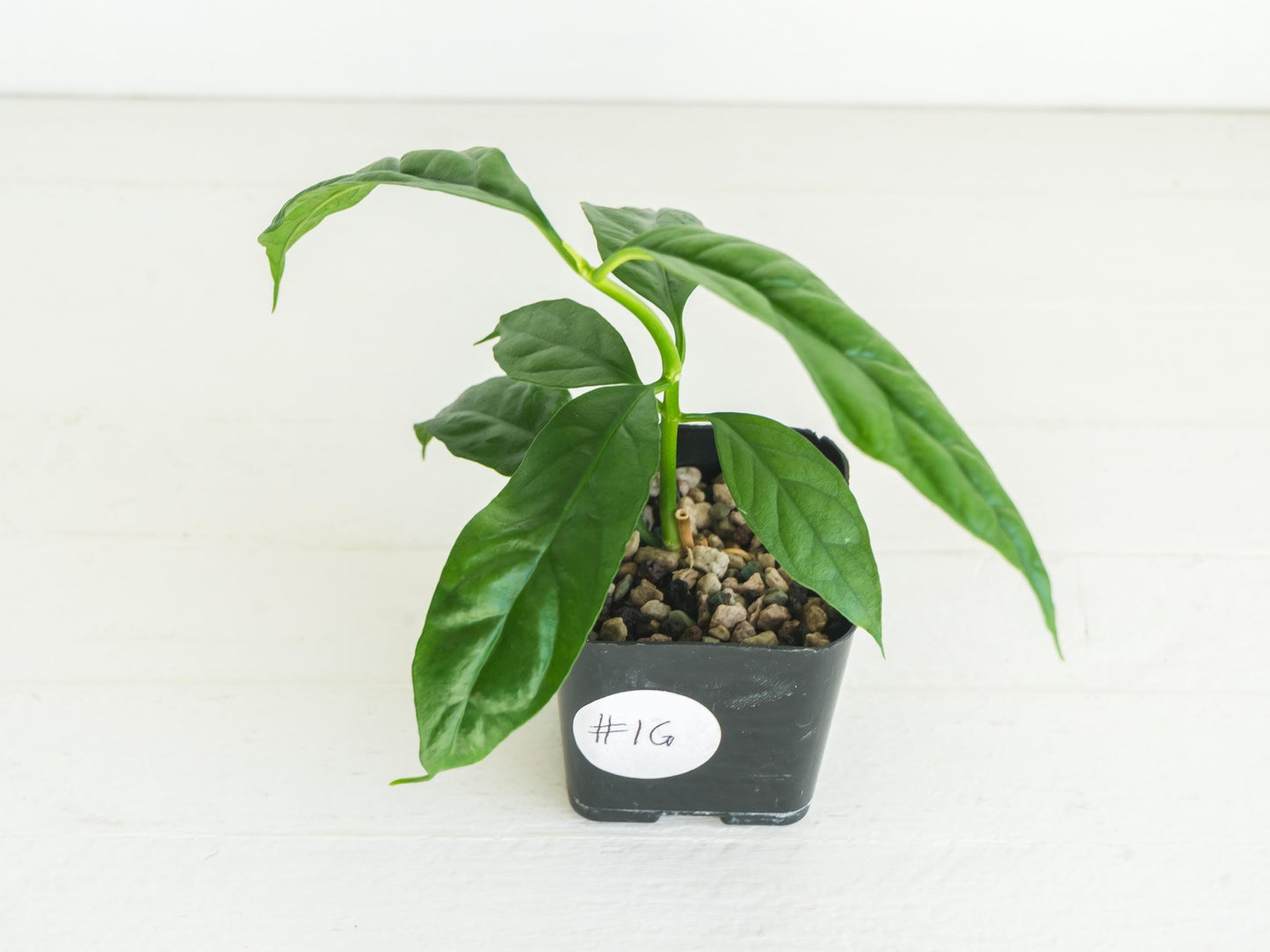 Hoya decipulae (Outer Variegated) | 2-Inch