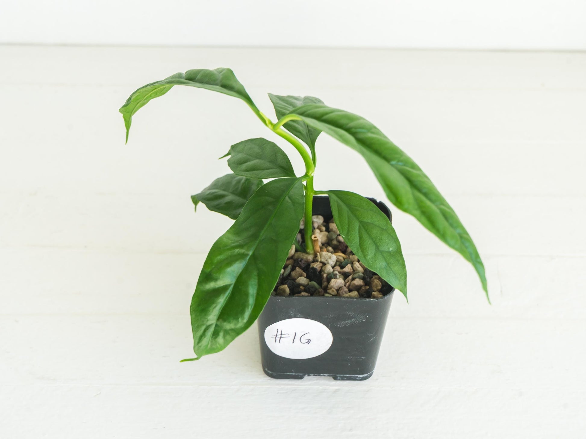 Hoya decipulae (Outer Variegated) | 2-Inch