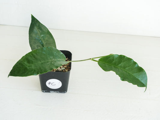 Hoya versteegii | 2-Inch