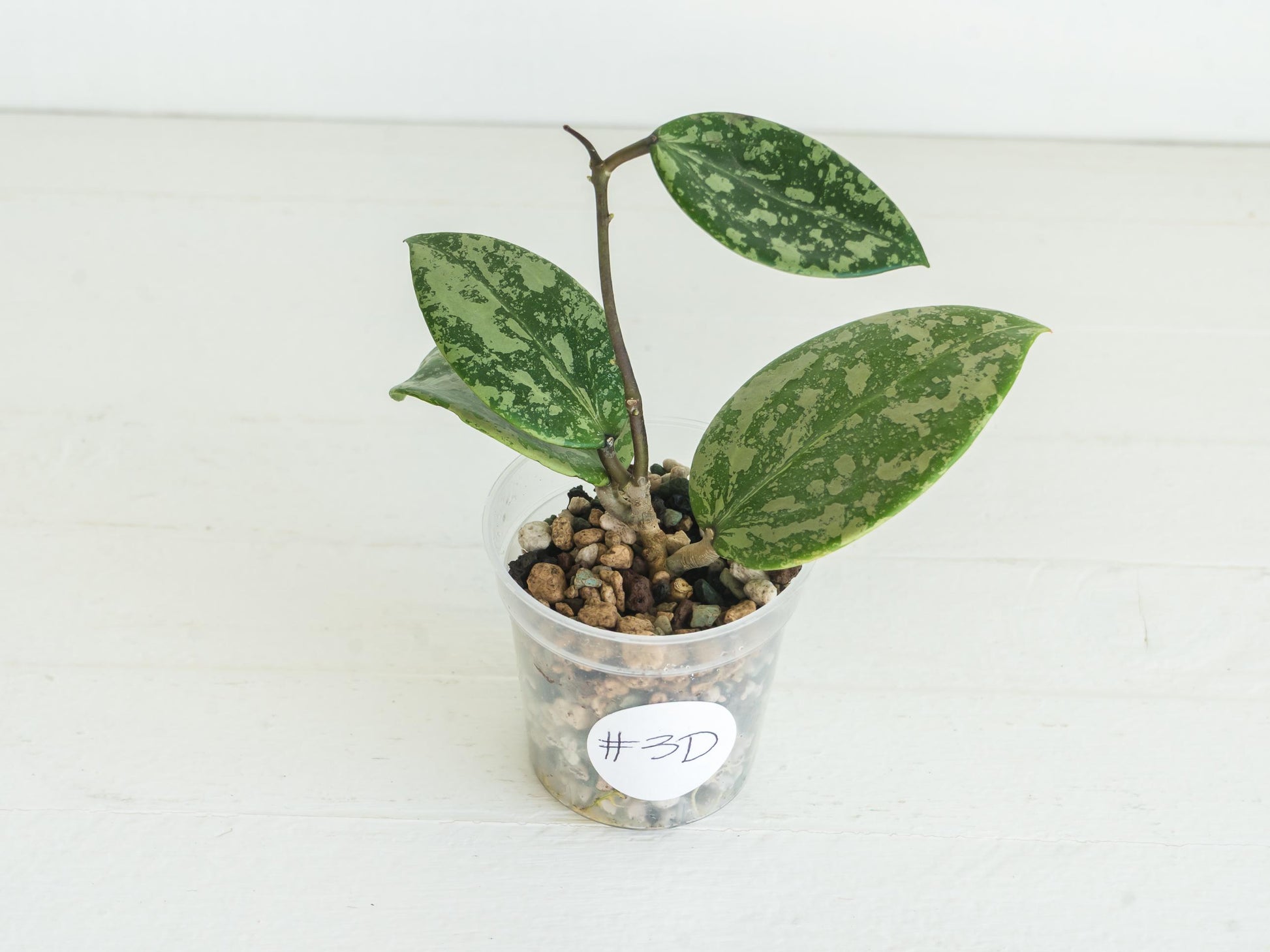 Hoya 'Wibergiae Round Leaf' (DMW-001-C) [verticillata (ex. wibergiea) x unknown] | 2-Inch